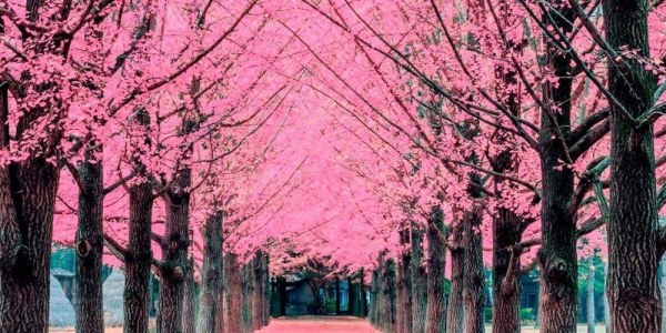 BCN HANAMI PRÓXIMAMENTE EN INVITADISIMA